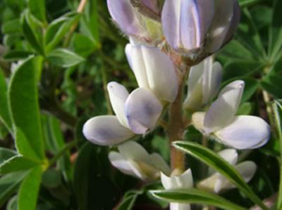 Lupinus communis (lupino)
