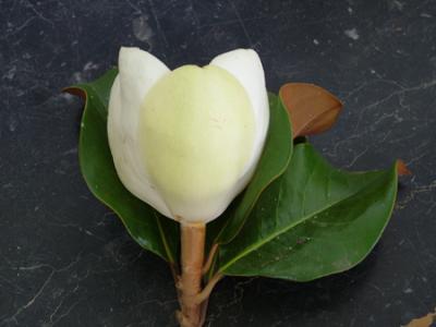 Magnolia grandiflora (magnolia)