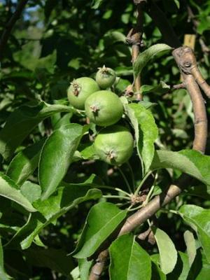 Malus domestica (manzano)
