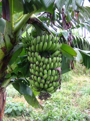 Musa paradisiaca (bananero, platano)