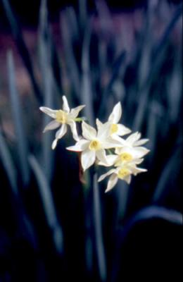 Narcissus tazetta (junquillo blanco o común)