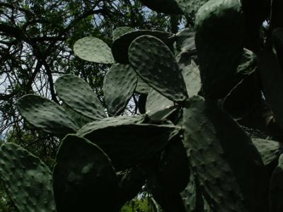 Opuntia ficus-indica (tuna)