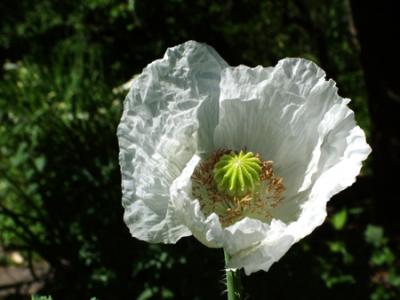 Papaver somniferum var. album (adormidera)