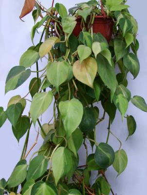 Philodendron hederaceum (filodendro trepador)