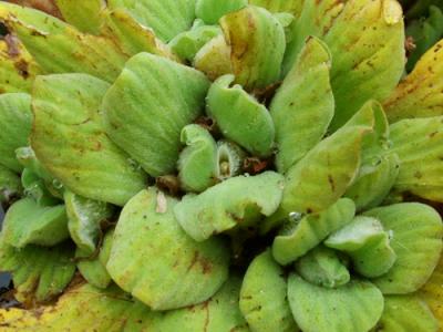 Pistia stratiotes (repollito de agua)