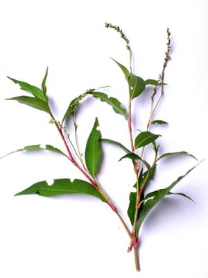Polygonum aviculare (sanguinaria)