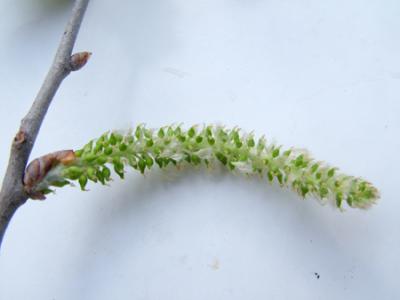 Populus alba (álamo plateado)
