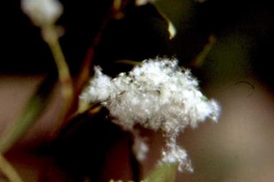 Populus alba (fruto)