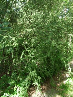 Porlieria microphylla (cucharero, chucupi)