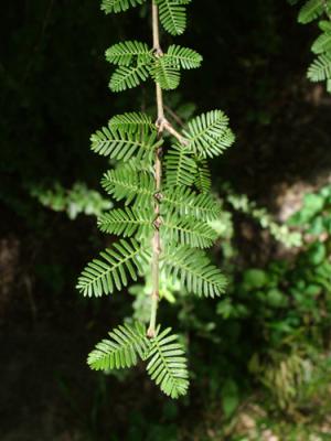 Porlieria microphylla (cucharero, chucupi)