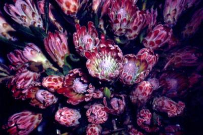 Protea sp.