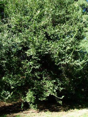 Ruprechtia apetala (sacha membrillo, manzano del campo)