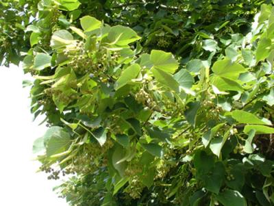 Tilia cordata (tilo)