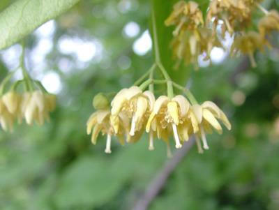 Tilia cordata (tilo)