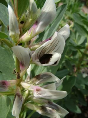 Vicia faba (haba)