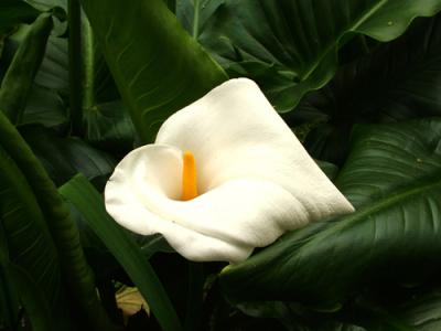 Zantedeschia aethiopica (cala, flor de cartucho)