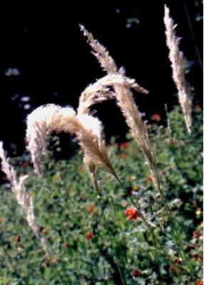 Deyeuxia viridiflavescens
