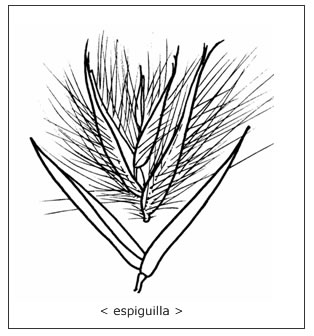 espiguilla