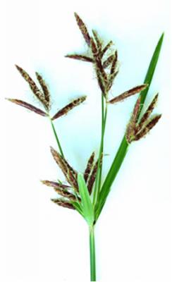 Cyperus rotundus