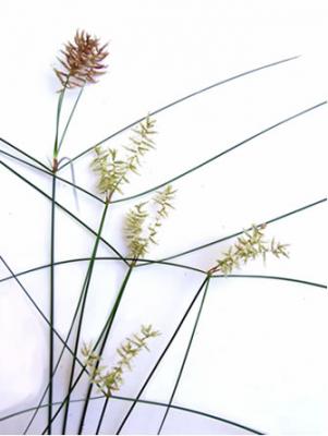 Cyperus papyrus