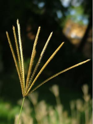 Chloris gayana