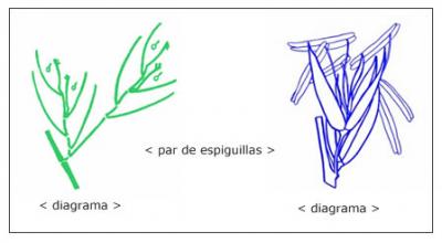 Zea mays ssp. mays (par de espiguillas-diagrama y esquema)
