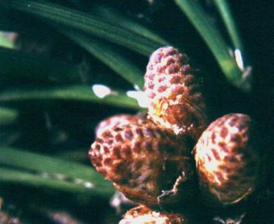 Pinus halepensis - Conos masculinos 