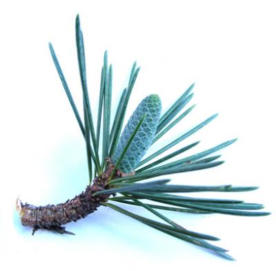 Cedrus deodara - Braquiblasto con cono masculino