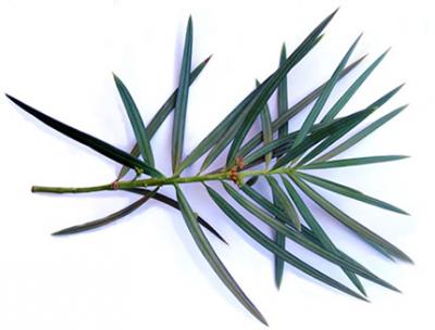 Podocarpus parlatorei