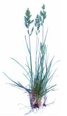 Festuca pratensis