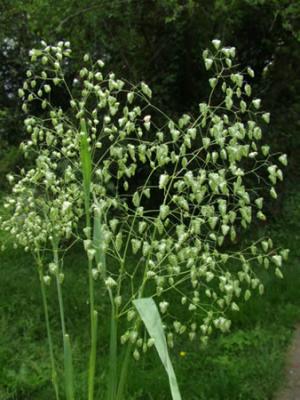 Briza minor