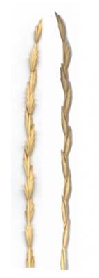 Agropyron elongatum