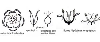 Caracteres generales