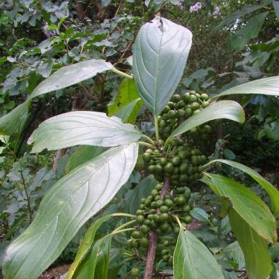 Familia: Cornáceas