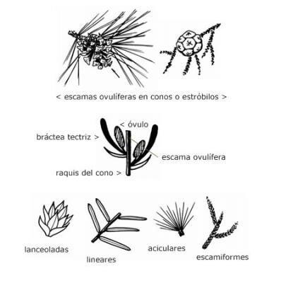 Caracteres Generales