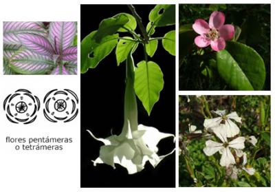 Clase: Dicotiledóneas>Flores pentámeras o tetrámeras