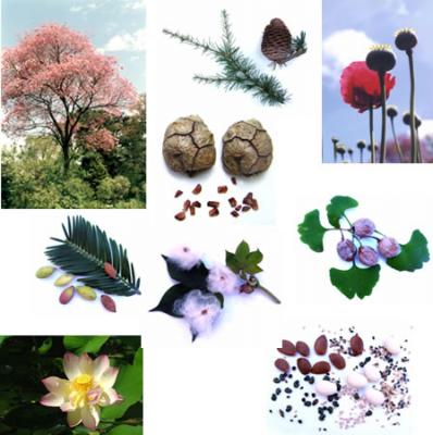 Plantas con semillas