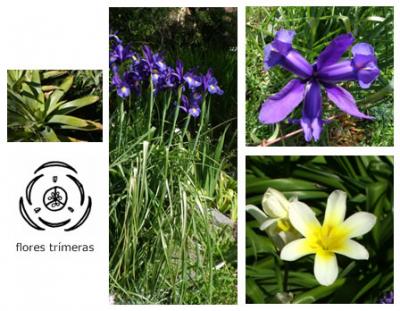 Clase: Monocotiledóneas>Flores trímeras